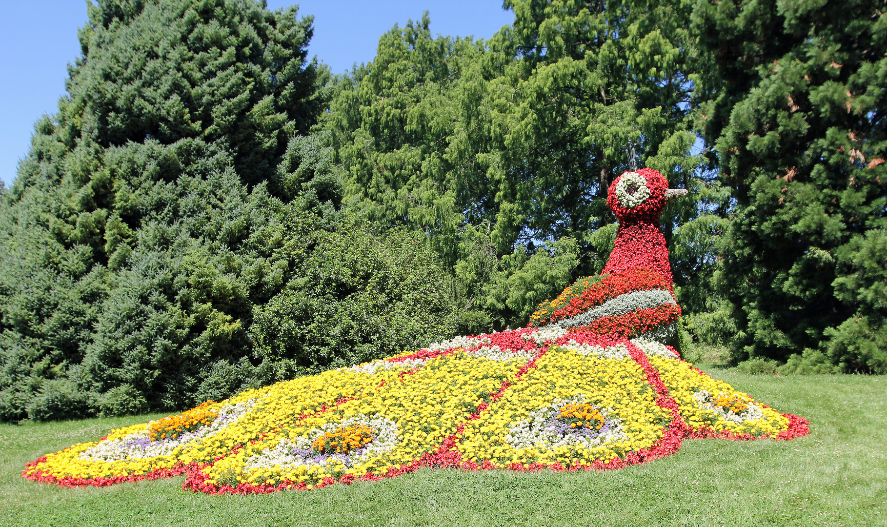 Mainau -2- Pfau