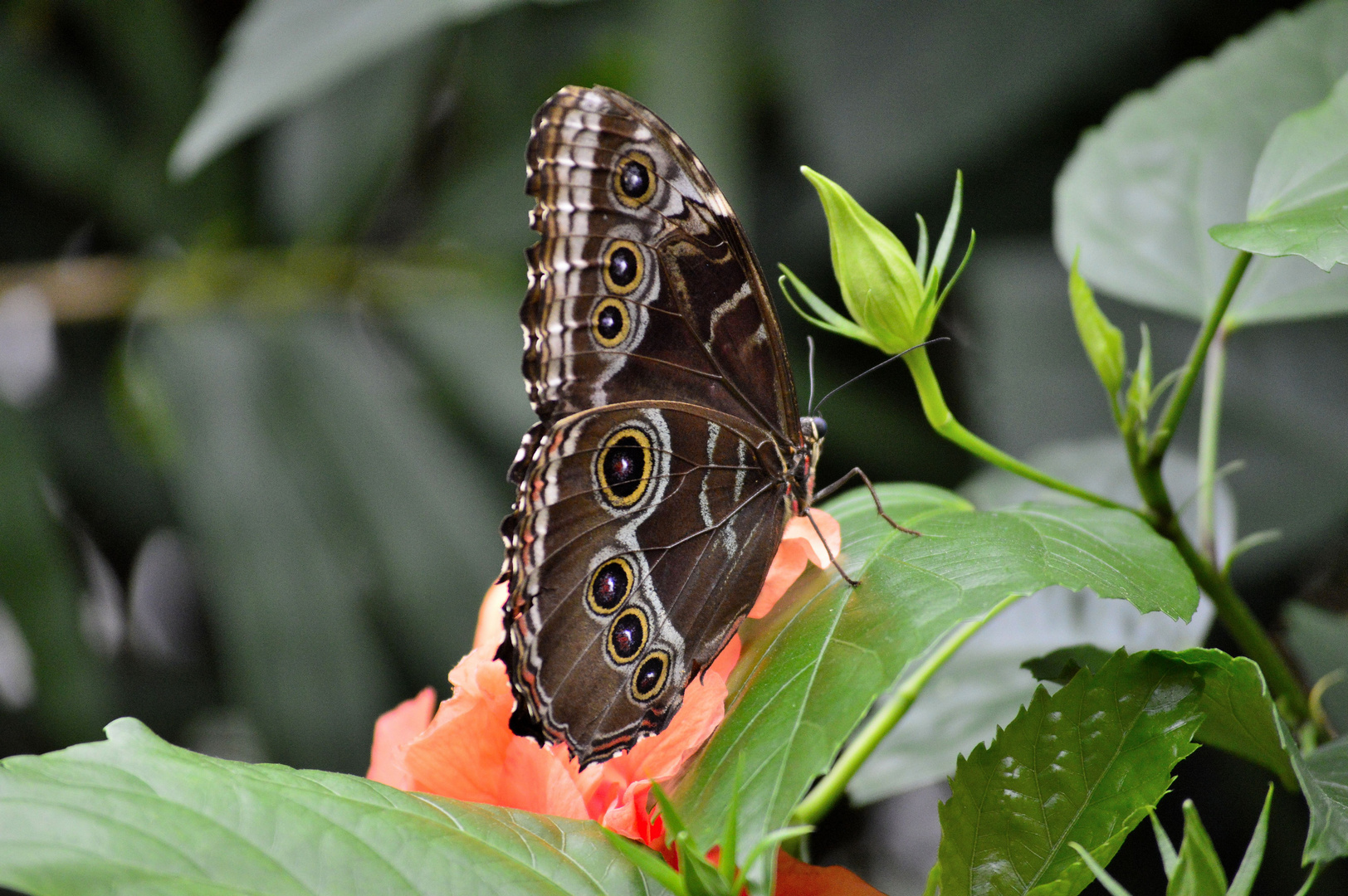 Mainau 2015/10