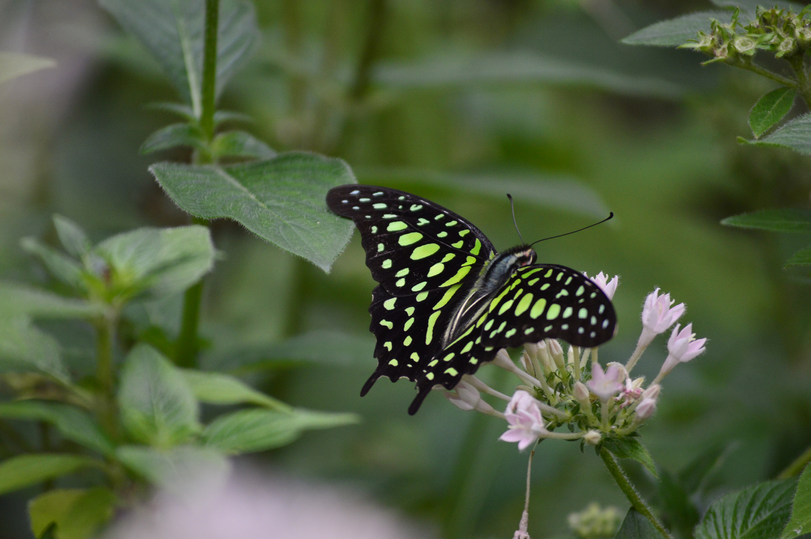 Mainau 2015/2