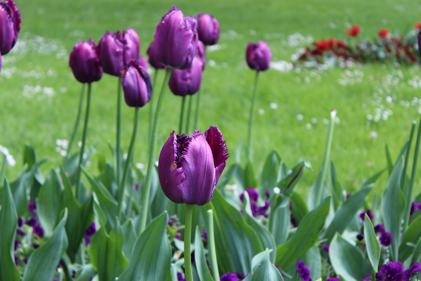 Mainau