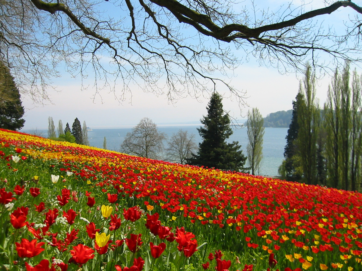 Mainau 4/2009 Tulpen