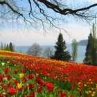 Mainau 4/2009 Tulpen