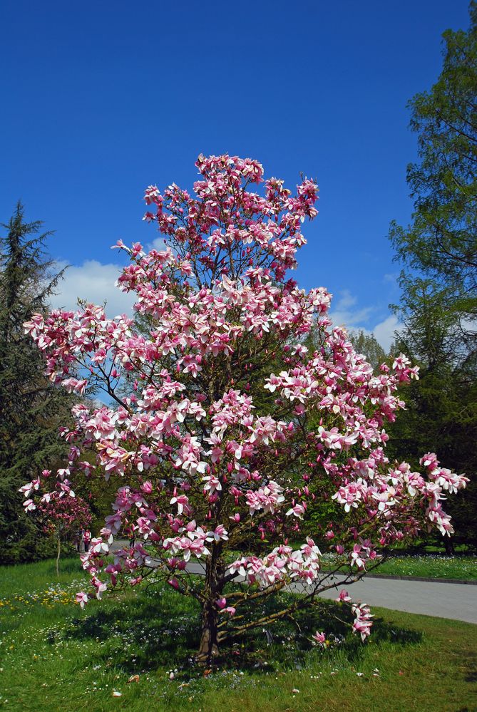 [Mainau 6] *Magnolie*