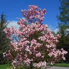 [Mainau 6] *Magnolie*