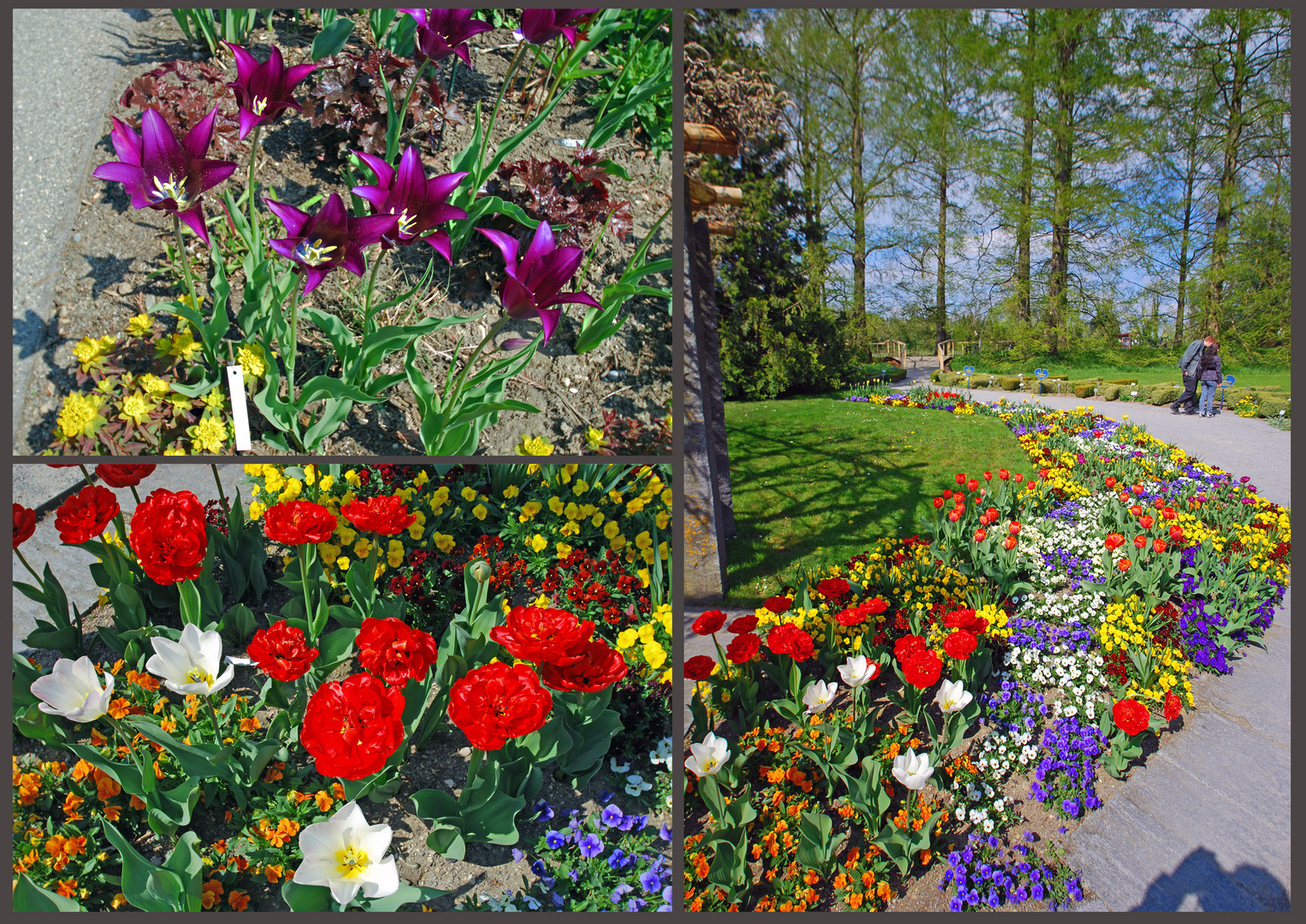 [Mainau 7] *Blumengarten* Foto & Bild deutschland, europe, baden