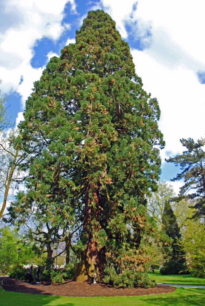 [Mainau 8] *Sequoiadendron giganteum*