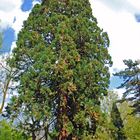 [Mainau 8] *Sequoiadendron giganteum*