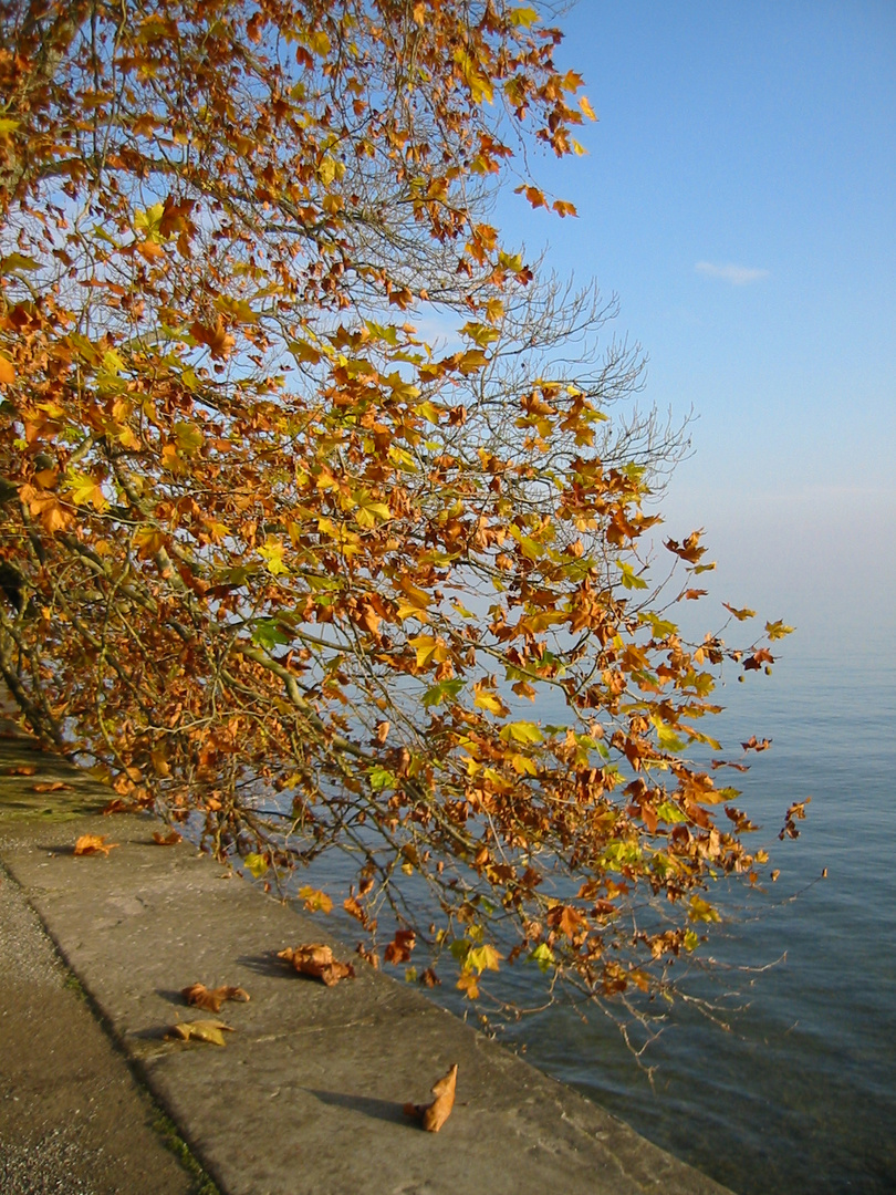 Mainau