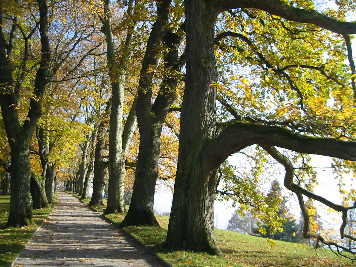 Mainau Allee