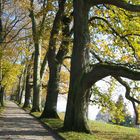 Mainau Allee