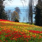 Mainau an Ostern