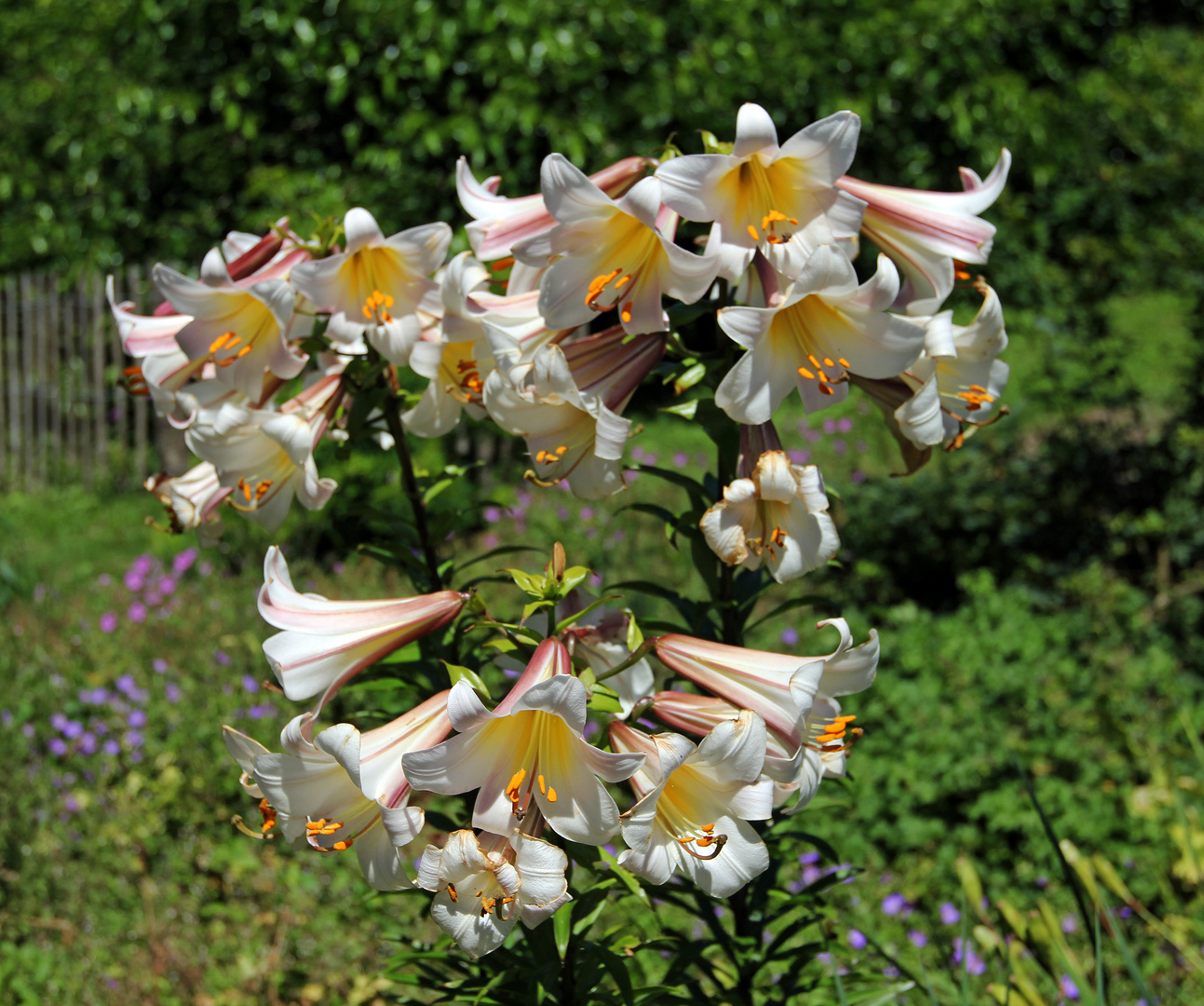 Mainau -Blütenpracht-