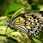 Mainau-Butterfly