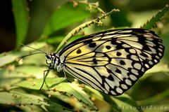 Mainau-Butterfly