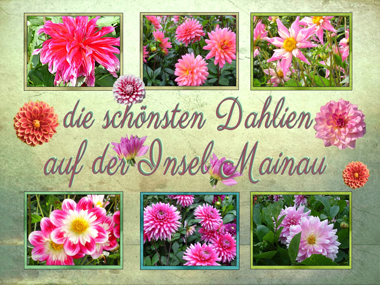 Mainau - Dahlien