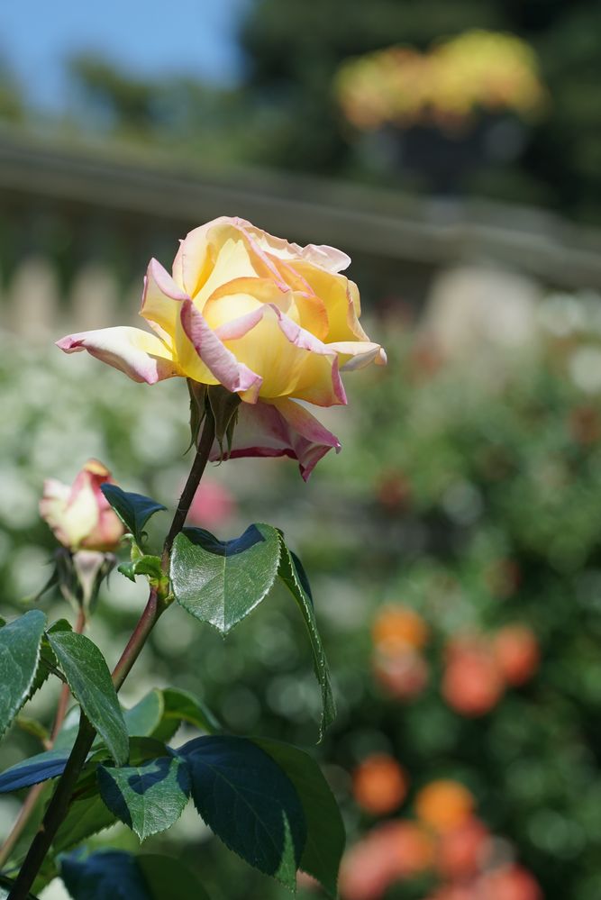 Mainau deine RoseN