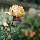 Mainau deine RoseN