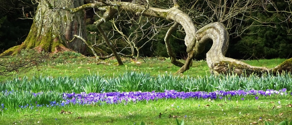 mainau frühling 10