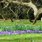 mainau frühling 10