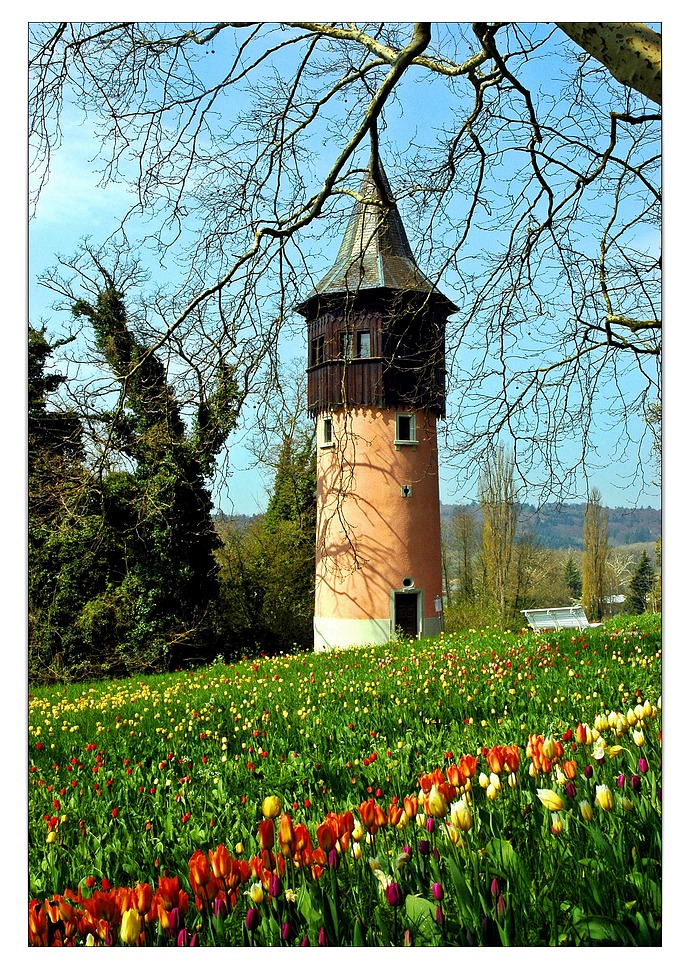 Mainau-Frühling