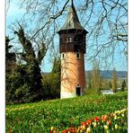 Mainau-Frühling