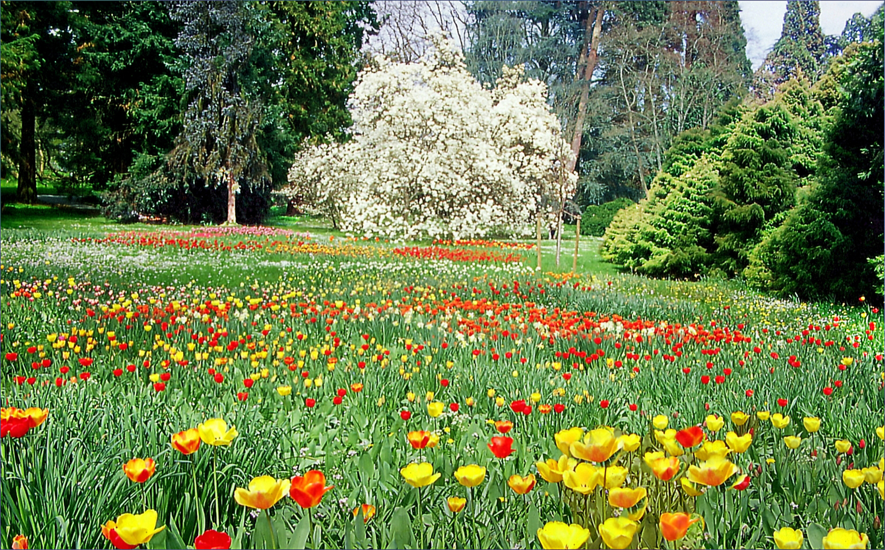 Mainau Frühling  II Jahr  2000