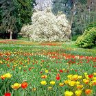 Mainau Frühling  II Jahr  2000