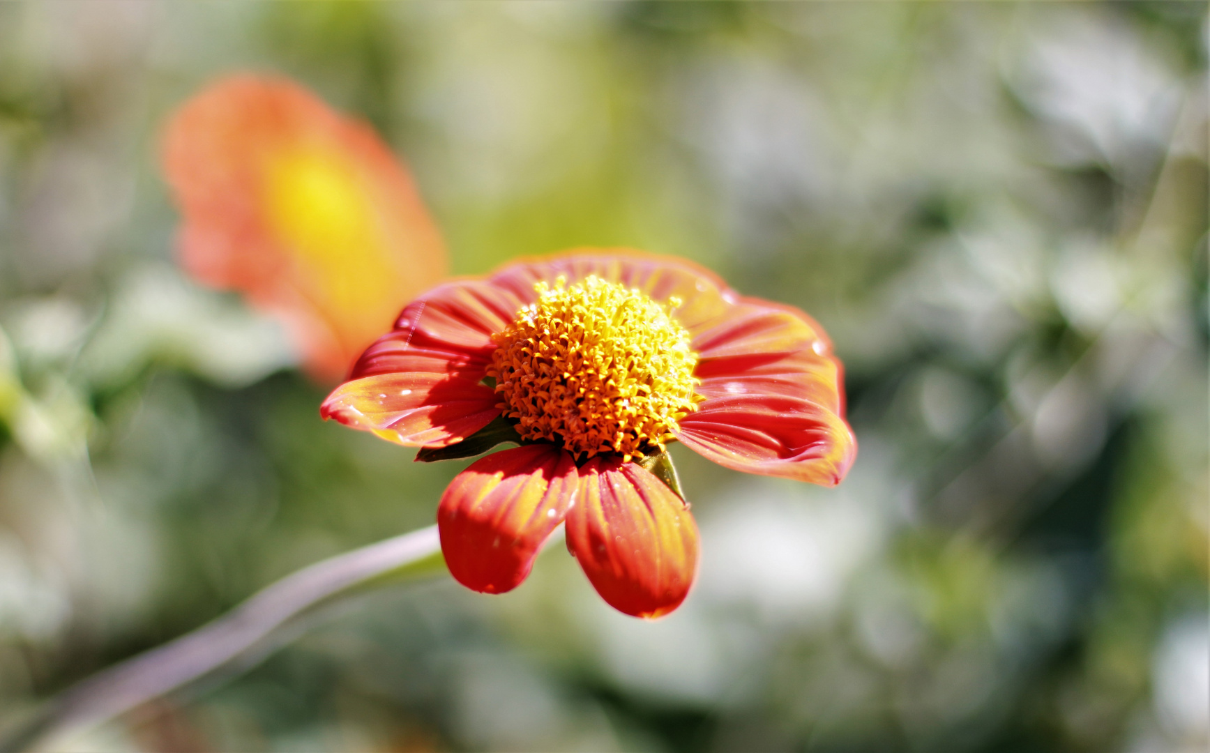 Mainau i. August 7