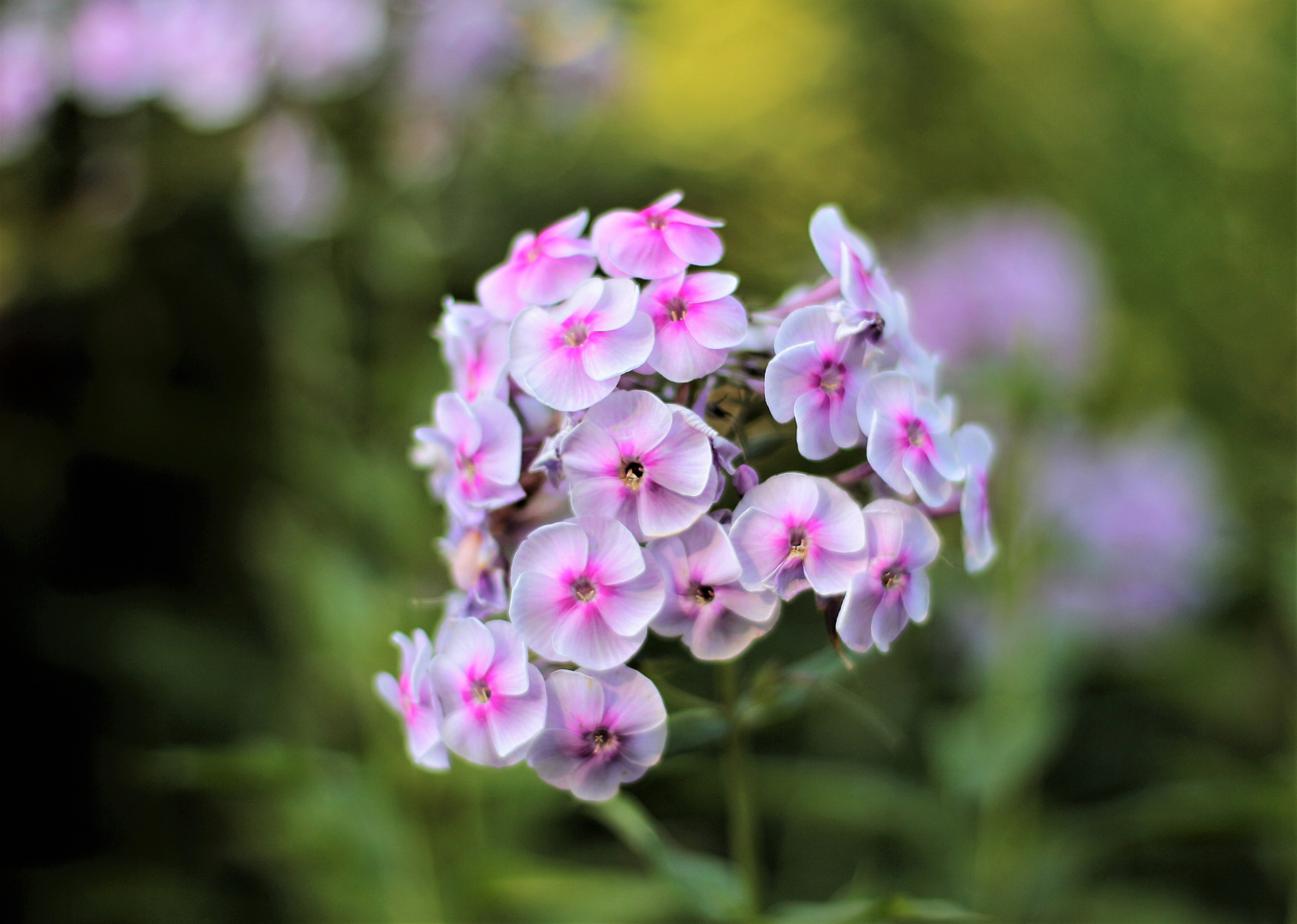 Mainau i. August 8