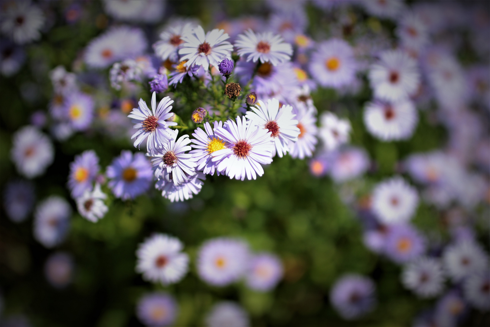 Mainau i. September 16