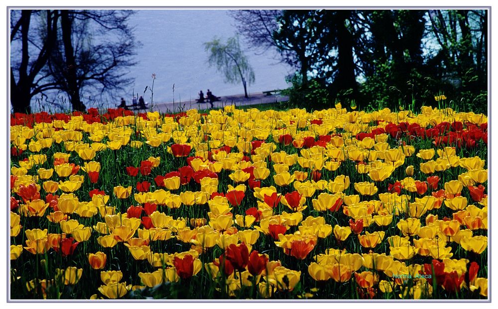 Mainau  III  Tulpen Park 