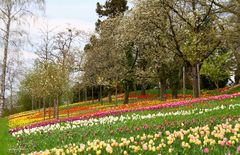 Mainau im Blütenmeer/Archiv Aufnahmen