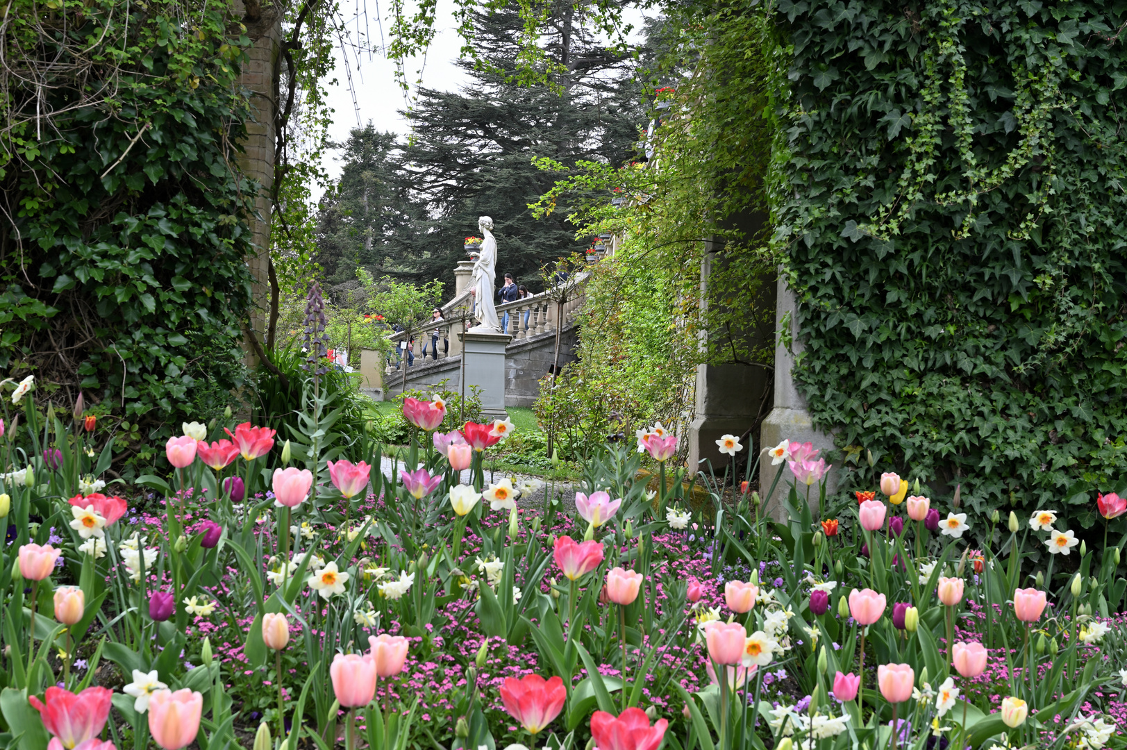 Mainau im Frühling DSC_5367