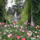 Mainau im Frühling DSC_5367