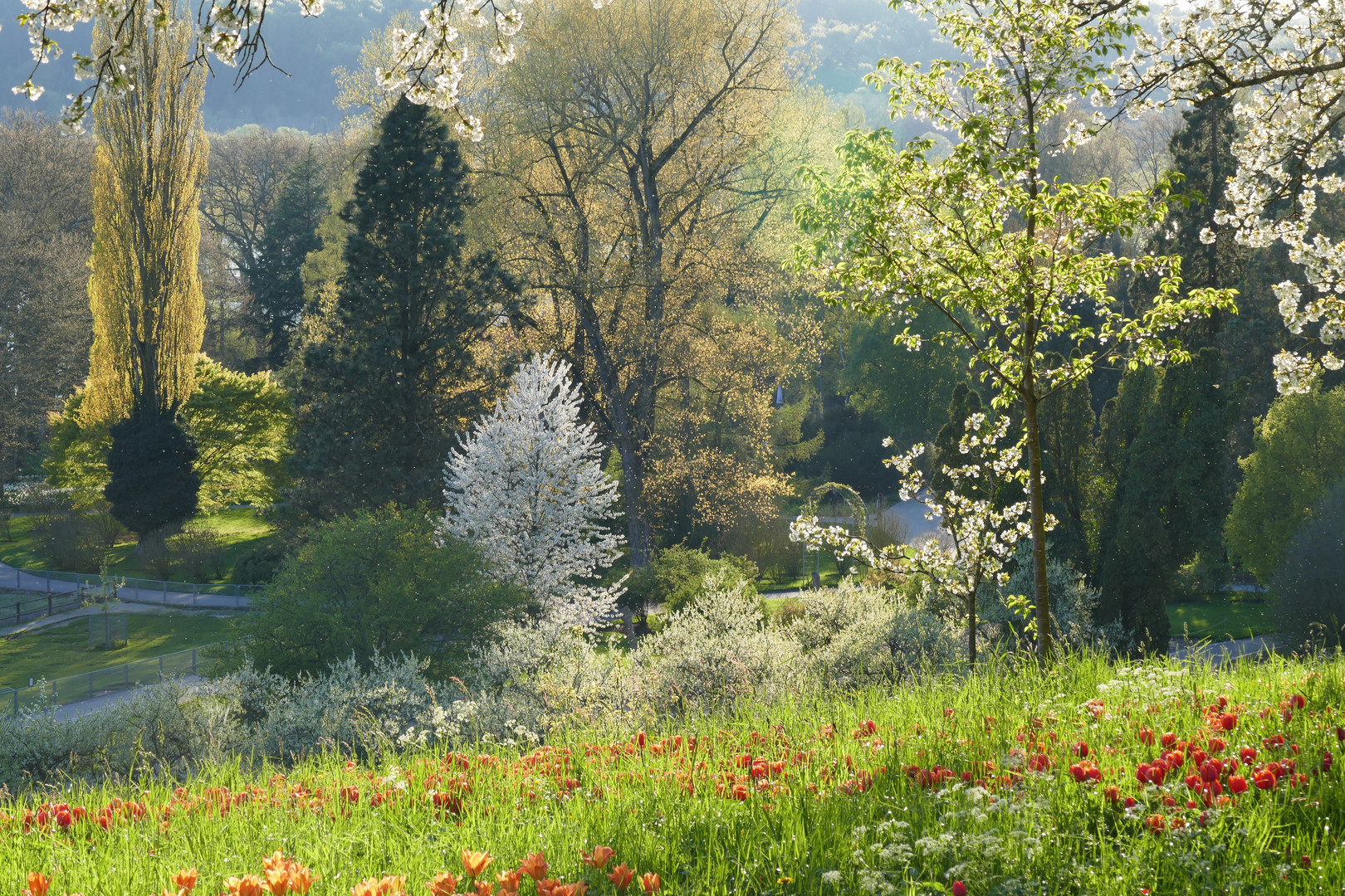 Mainau im Gegenlicht