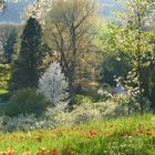 Mainau im Gegenlicht