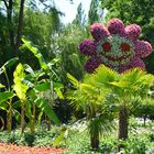 Mainau im Juli, Mainau strahlend schön