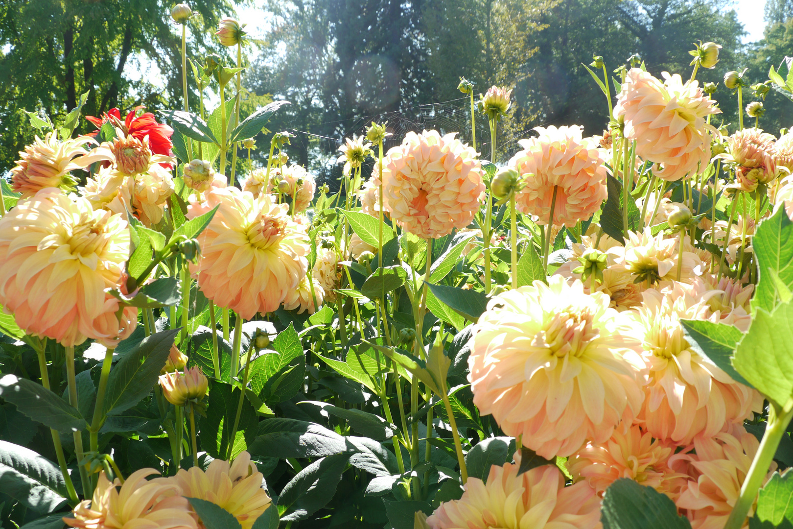 Mainau im September, Dahlienblüte