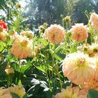 Mainau im September, Dahlienblüte