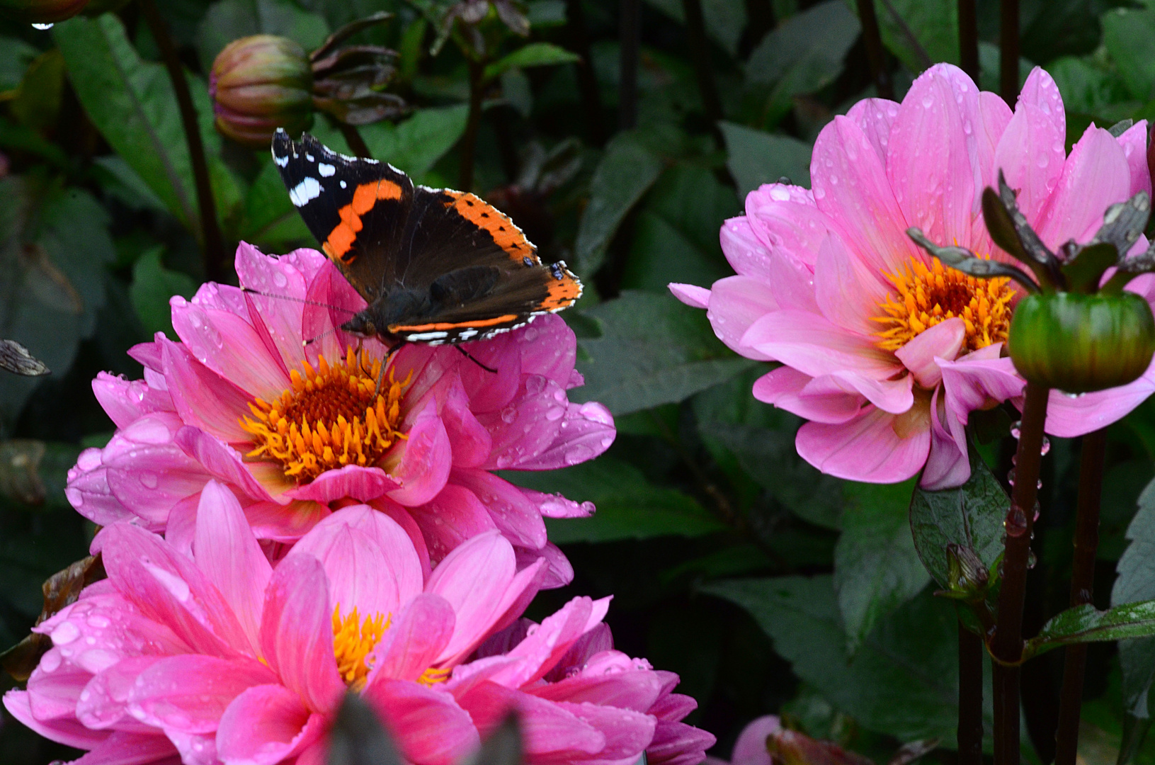 Mainau-Impressionen