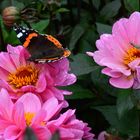 Mainau-Impressionen