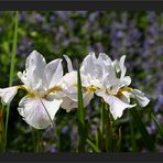 Mainau Iris