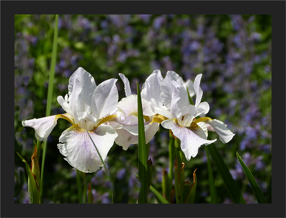 Mainau Iris