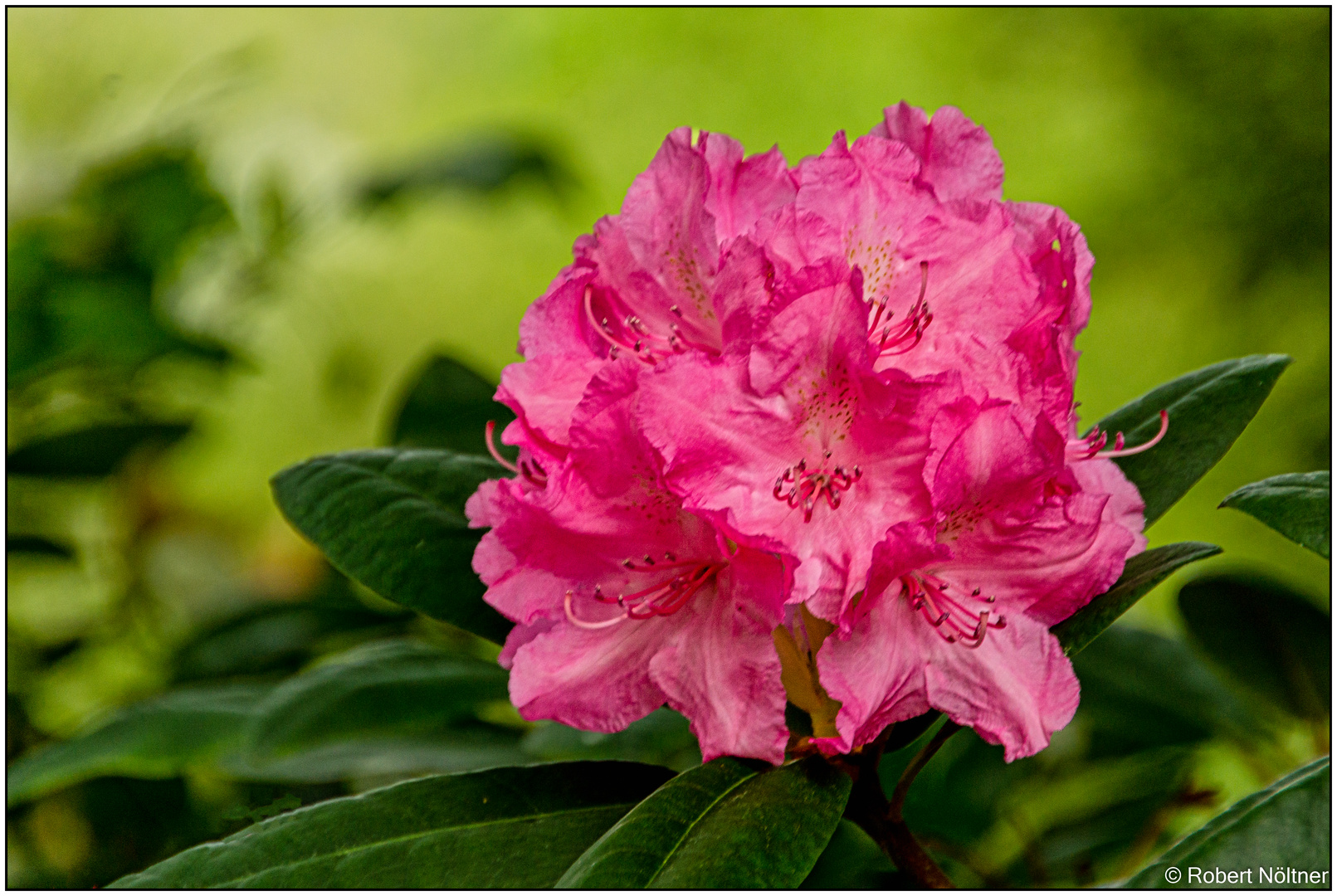 Mainau - Mittwochsblümchen