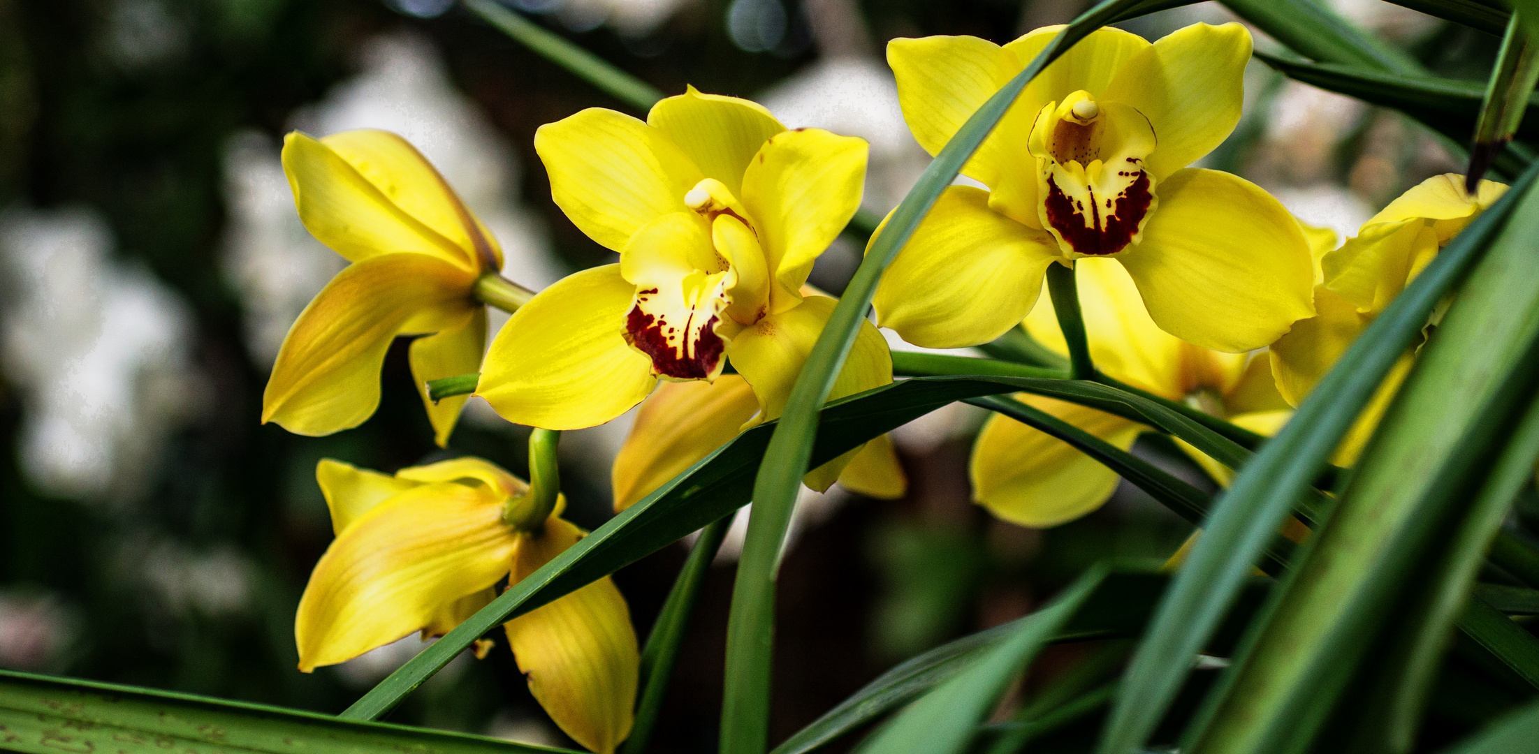 Mainau Orchidee1