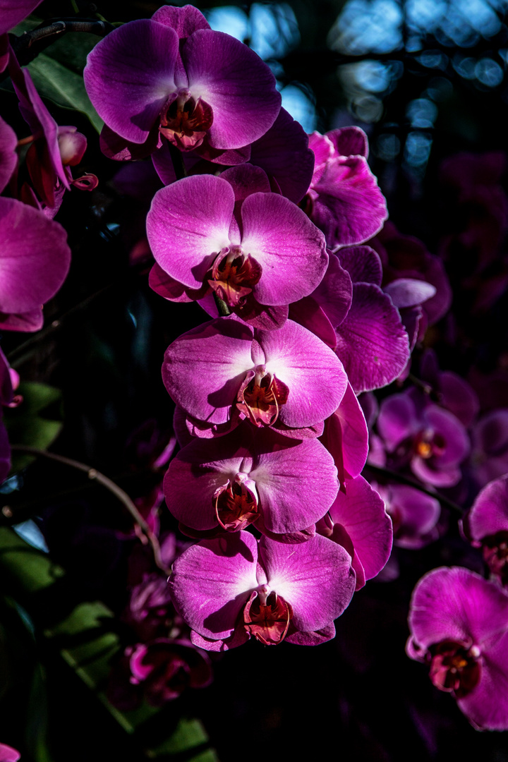 Mainau Orchidee2