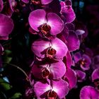 Mainau Orchidee2