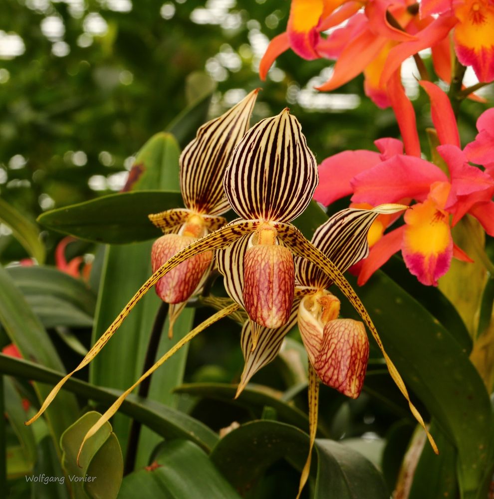 Mainau-Orchideen Ausstellung  2017