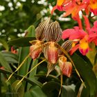 Mainau-Orchideen Ausstellung  2017