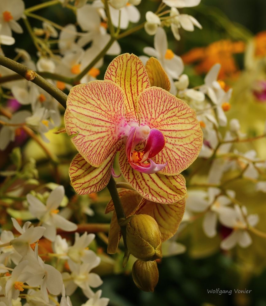 Mainau-Orchideen Ausstellung  2017